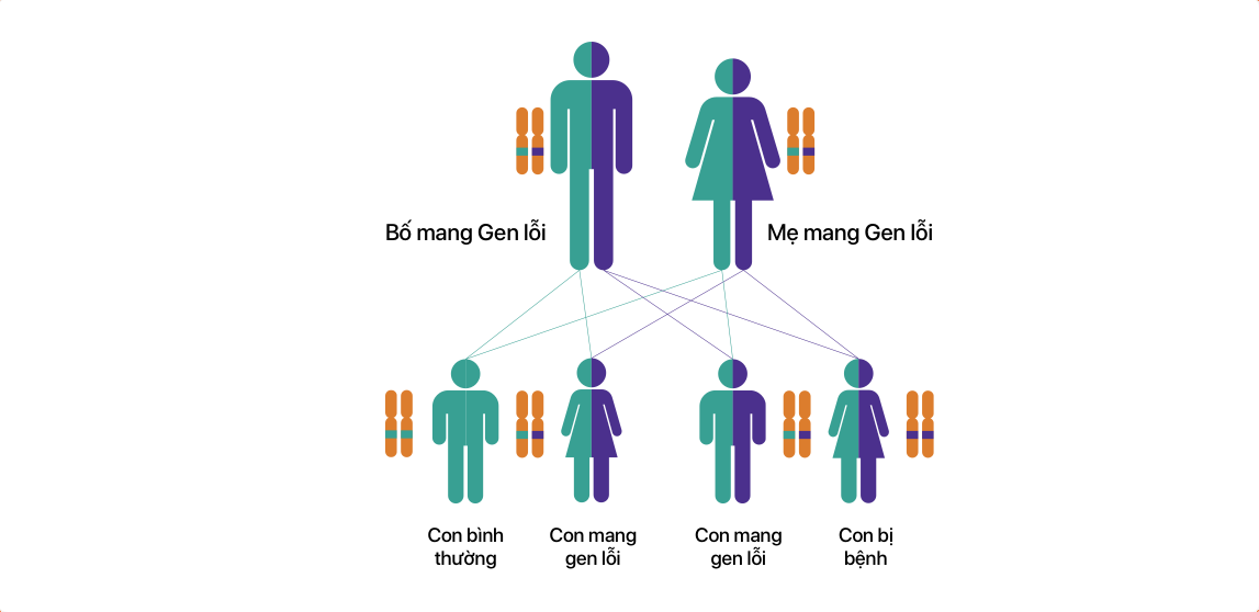 Nếu cả bố và mẹ (thể mang) đều mang gen lỗi thì có khả năng 50% con sinh ra cũng mang gen lỗi và 25% con sinh ra mắc bệnh (do đồng hợp lặn của gen lỗi gây nên).